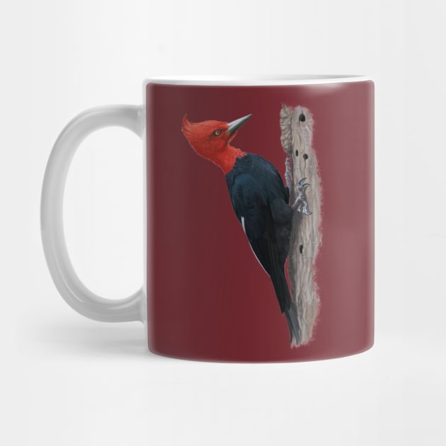 Magellanic woodpecker by uialwen